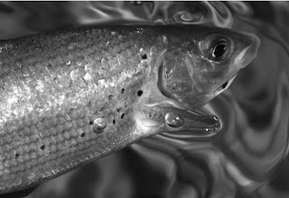 River, Irfon, Builth Wells, Fly Fishing, Grayling