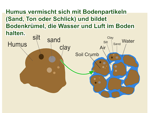 Humus vermischt sich mit Sand, Lehm oder Schluff und bildet eine Krümelstruktur