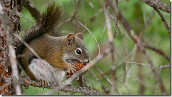 pine_squirrel1