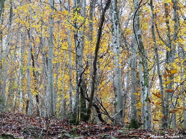 hêtraie Montagne Noire