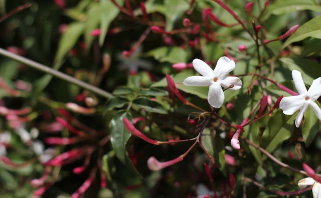 Jasminum Polyanthum Flowers