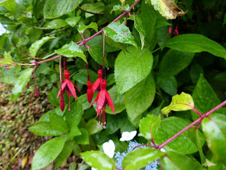 Fuchsia de Magellan - Fuchsia magellanica 