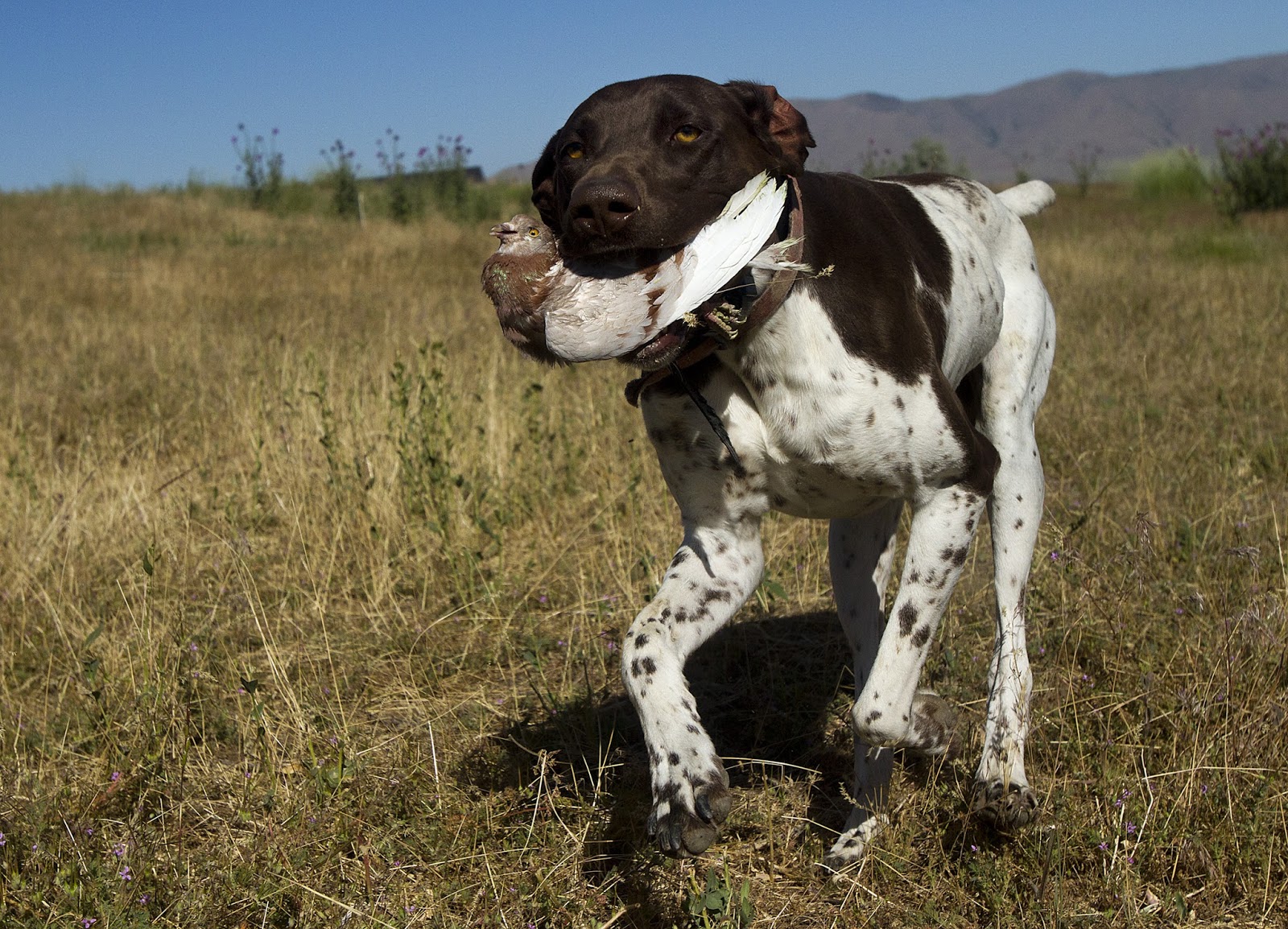 SW: Bird dog training