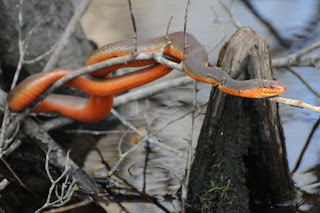 Red-bellied Water Snake at Audubon's Francis Beidler Forest by Mark Musselman