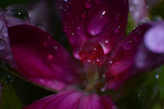 violet flower with water drops close up macro with reverse ring