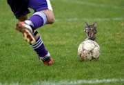 Football + cat. What do you think who will win? (funny cat)