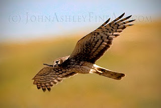 Female Northern Harrier delivers a stick while nest building (c) John Ashley