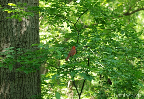 12. NOCA-DSC_0070