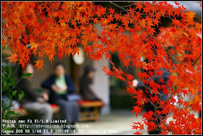 紅葉前線大阪 京都 東京日本橫斷賞楓之旅osaka To Tokyo 真如堂 甲木誌