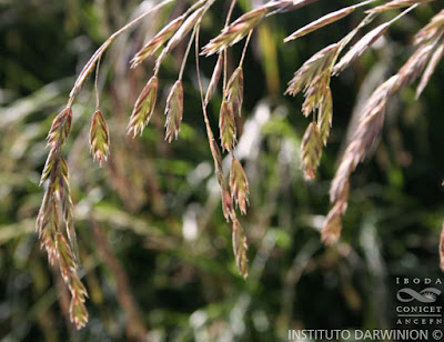 flora de la pampa cebadilla criolla