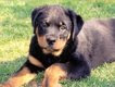 rottweiler-puppy