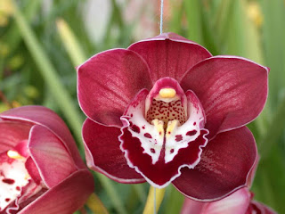 Cymbidium Orhids