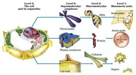 Biomolecules