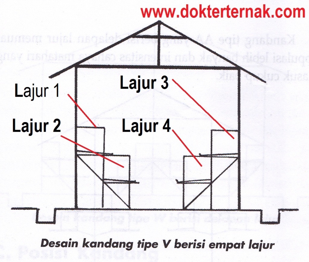 ternak bebek petelur sistem kering