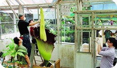 Binga Bangkai Dipamerkan di Korea