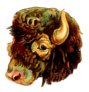 buffalo animal digital clip art