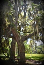 Spanish Moss