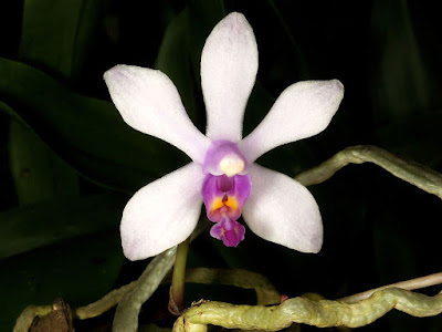 Phalaenopsis wilsonii care and culture