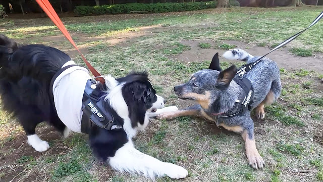 保護犬 ボーダーコリー トーマ