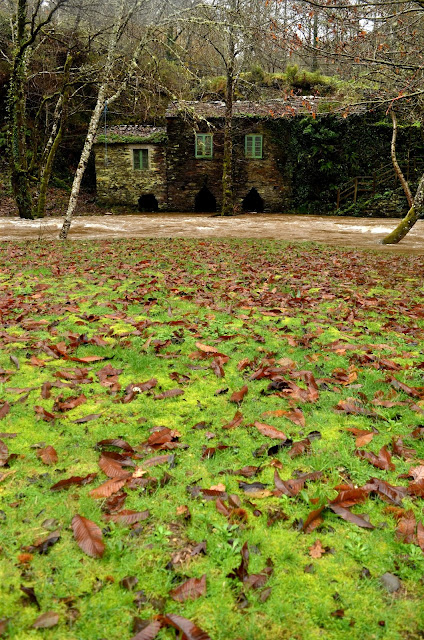 Terra do burón Oscos Eo Fonsagrada Negueira de Muñiz Ribeira Piquín Baleira Lugo