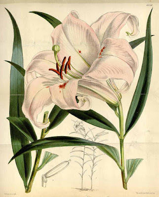 Лилия японская (Lilium japonicum)