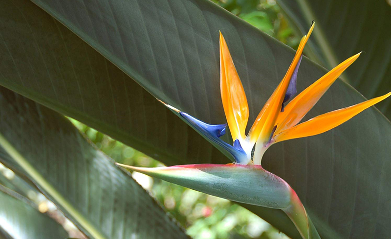 10 Tropical Houseplants for Instant Vacay Vibes