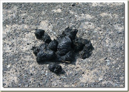 bear poop