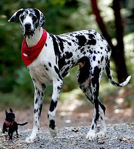 fotos de cães