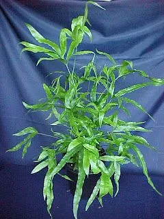 Plantas para decorar seu banheiro