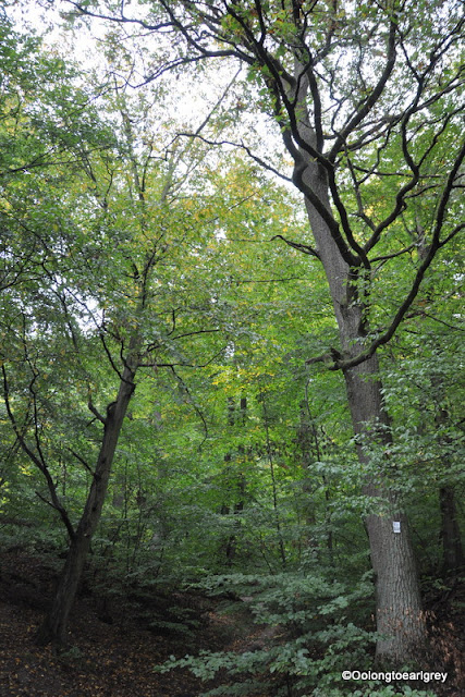 Autumn Forest, Frankfurt, Germany