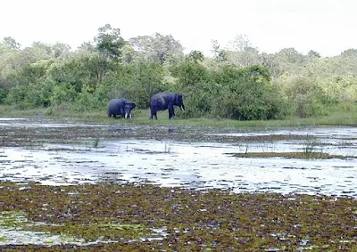 Gajah di Taman Nasional Way Kambas, Lampung