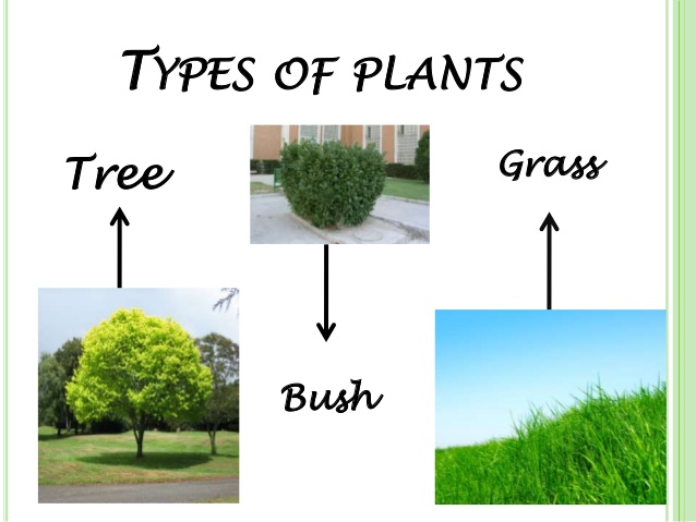 CBM CEIP PINTOR PEDRO CANO: "Plants: Trees, Bushes, Grasses and ...
