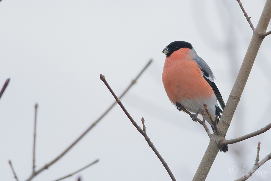 Leevike, Pyrrhula pyrrhula, Northern European bullfinch, Eurasian, finch