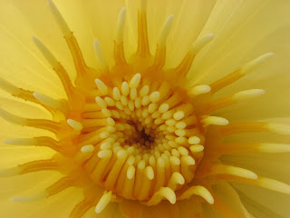 Flower+1.jpg - (click on the thumbnail for a larger image)