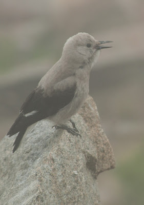 Clark's Nutcracker, Rocky Mountain National Park