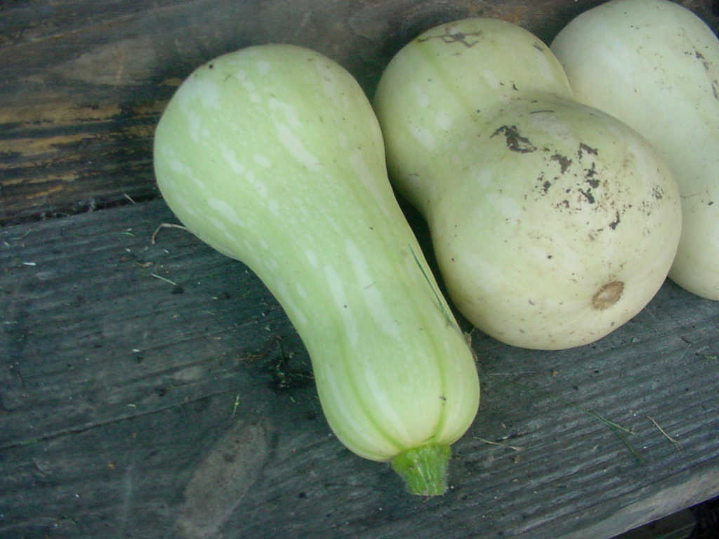 Types Of Winter Squash