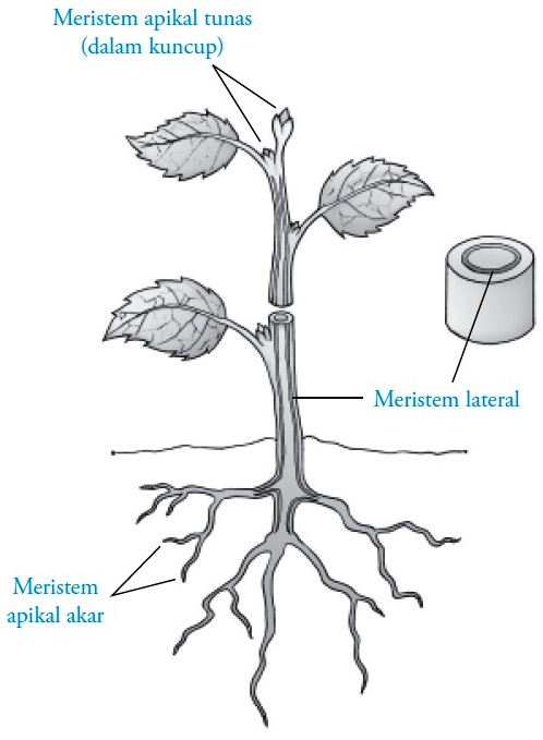 Struktur dan Fungsi Jaringan Meristem pada Tumbuhan