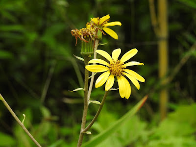 台灣山菊