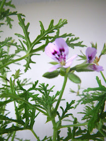 Scented Leaf - Skeleton Rose Pelargonium