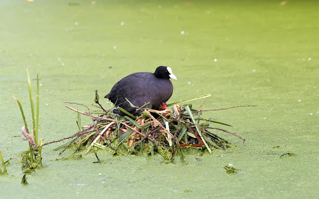 Nest Bird On Water Wallpaper