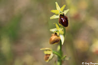 Critères de détermination de l'Ophrys araignée (O. Sphegodes ou aranifera) Pays de Fontainebleau