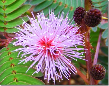 2010_1127llanoslos0015