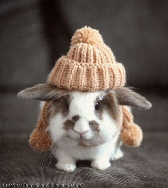 Funny bunny.