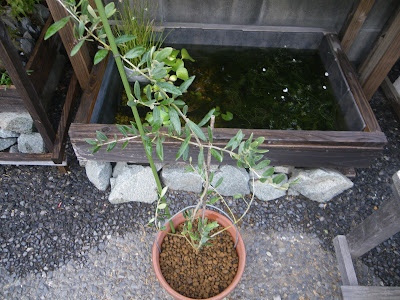 70以上 オリーブ 植え 方 105817-オリーブ タウン 果樹 植え 方