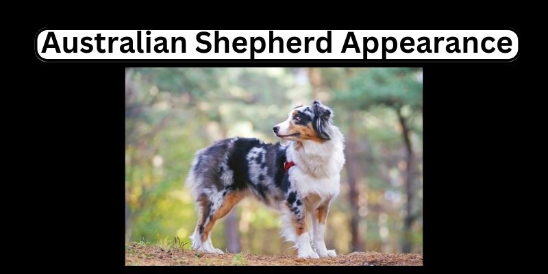 Australian Shepherd Appearance