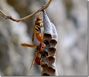 P1030501a