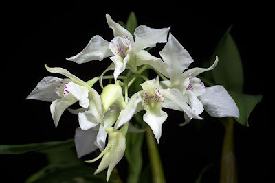 Dendrobium johnsoniae care and culture