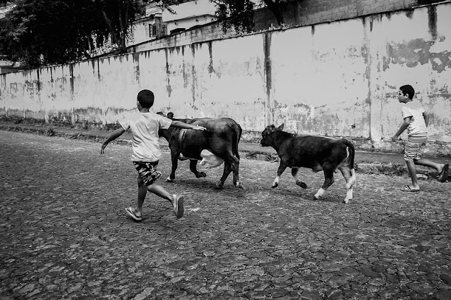 A fotografia, em preto e branco, registra o momento em que dois garotos correm atrás de uma vaca e um bezerro, em uma rua de pedras.