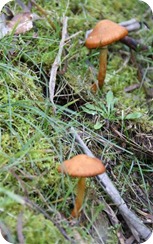 IMG_0494 (Small)
