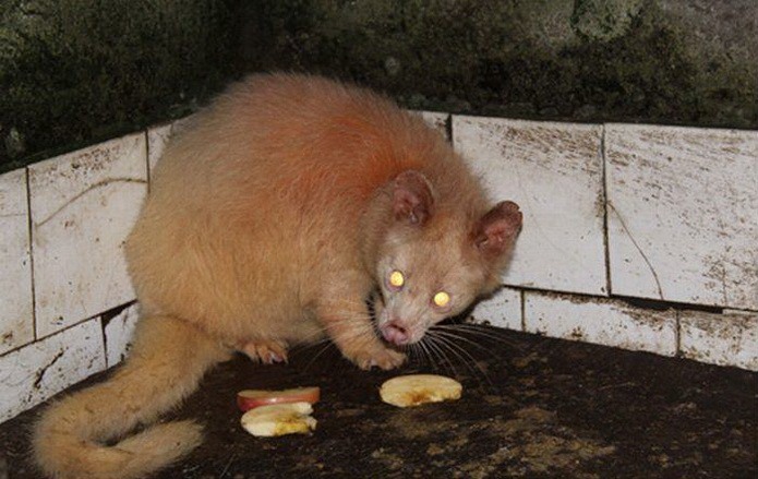 This unique creature was found in China and he seems to be enjoying ...